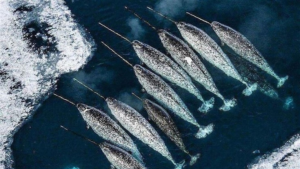Narval patrí medzi najpozoruhodnejšie tvory oceánov.
