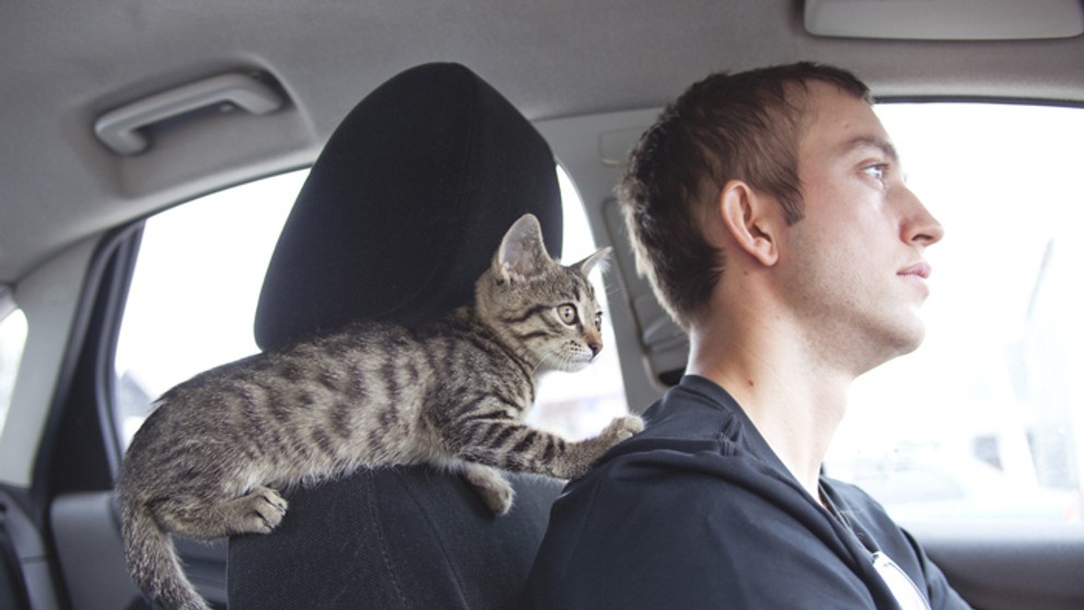 Mačka by v aute nemala byť voľne pustená, môže ohroziť vás život.