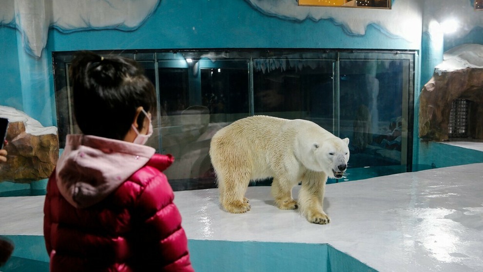 Kontroverzný čínsky hotel láka hostí na polárnych medveďov.