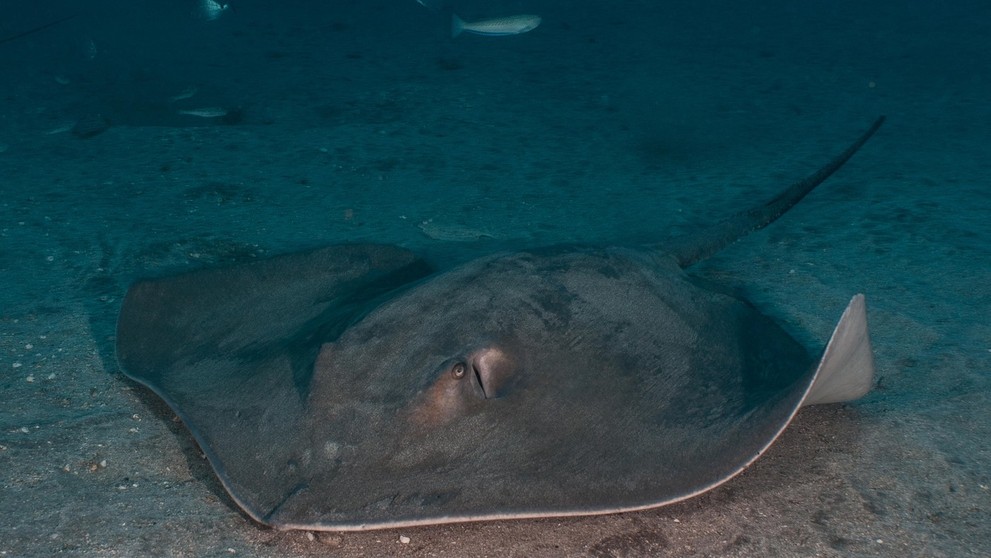 raja (Taeniura grabata)