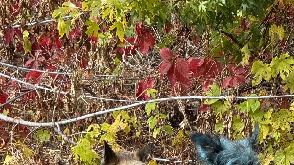 Psy z Černobyľu, ktorých srsť nadobudla jasne modrý odtieň.