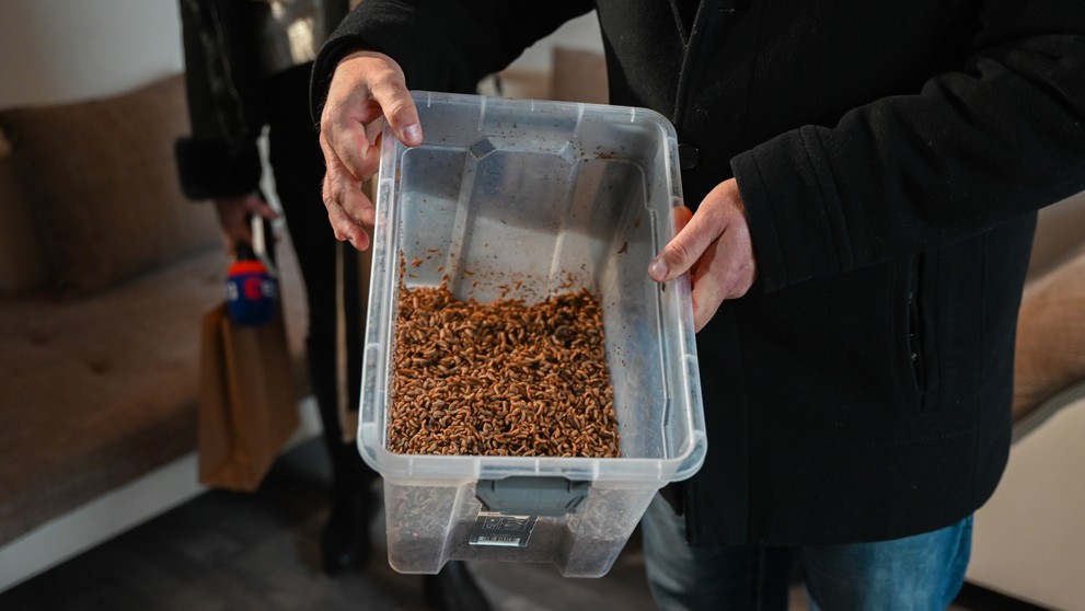 Larvy muchy čiernej.