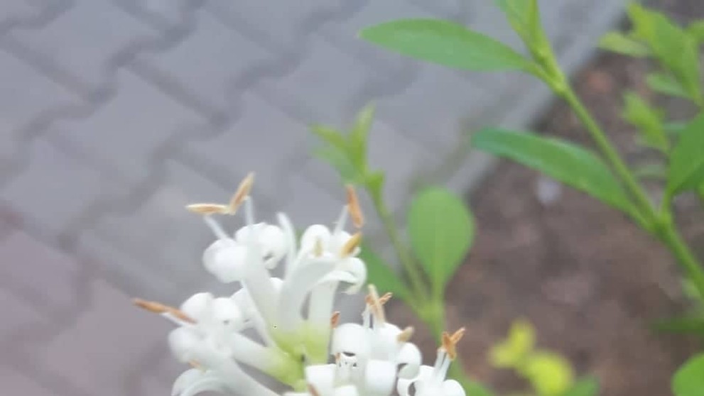 Kvetárik dvojtvarý ulovil včelu.