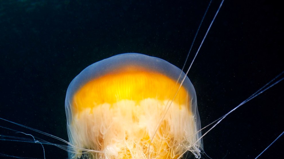 Medúza, ktorá vyzerá ako vajíčko