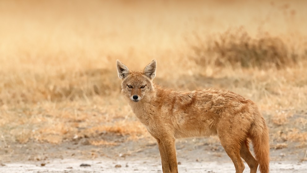 Šakal zlatý (lat. canis aureus).