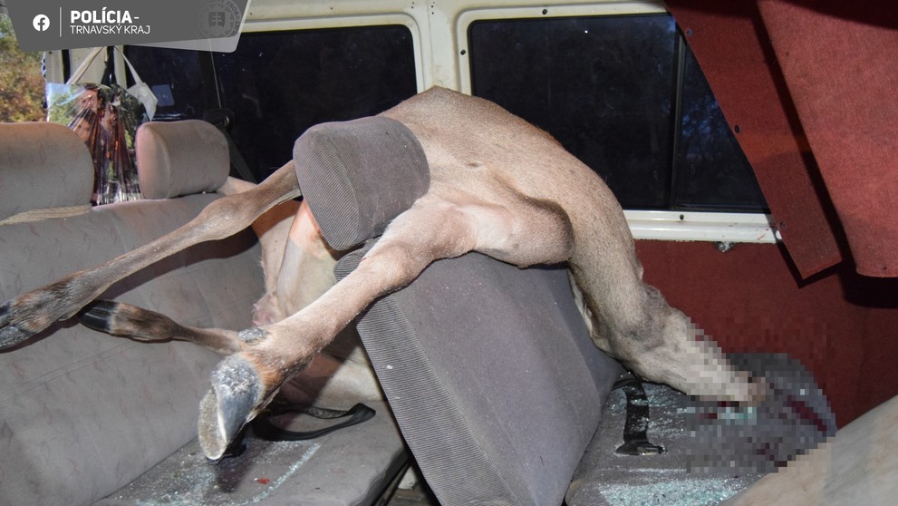 Laň prerazila čelné sklo a skončila na zadných sedadlách.