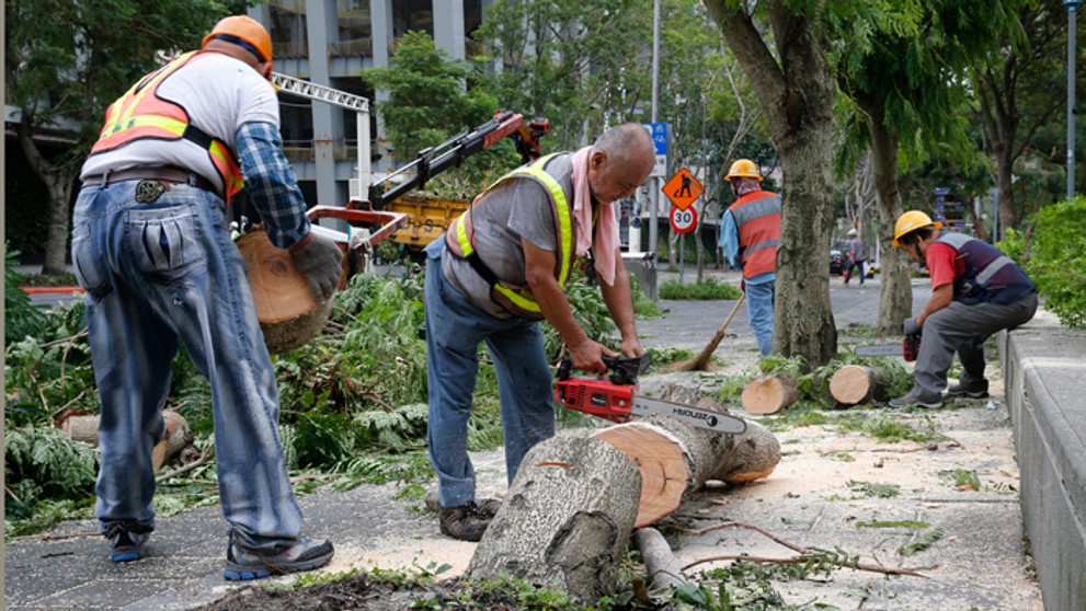 Silný vietor vyvracal stromy a spôsobil zosuvy pôdy.