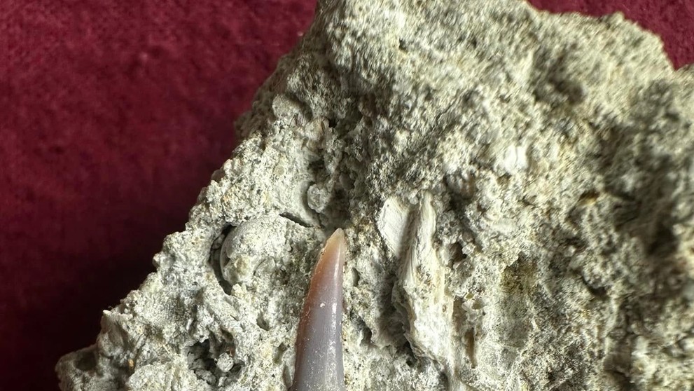 Jakub našiel zub žraloka starý takmer 14 miliónov rokov.