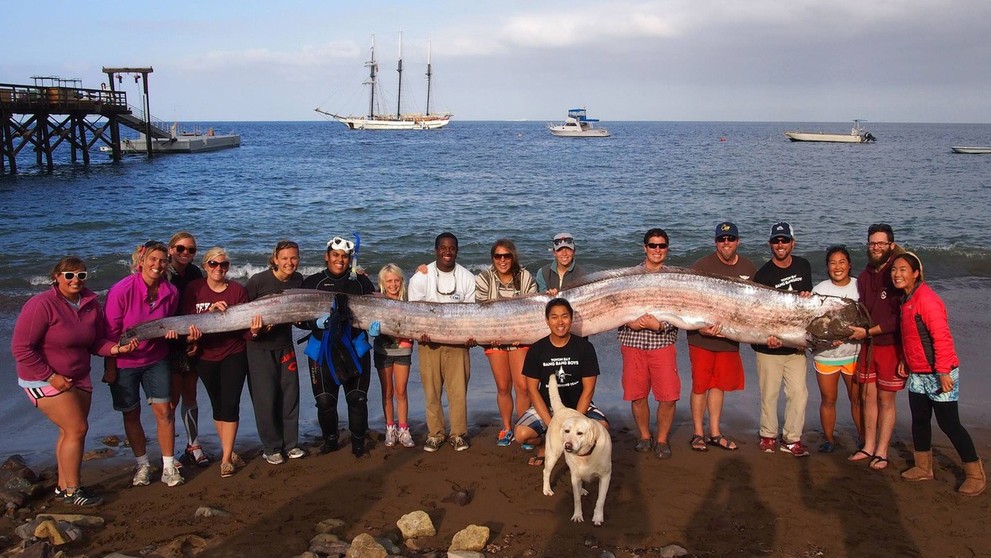 Obrovského jedinca Regalecus glesne vyplavilo v roku 2013 na pláž ostrova Catalina, ktorý sa nachádza pri pobreží Kalifornie.