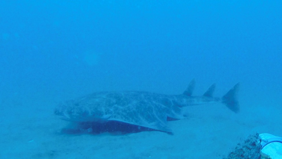 Žralok anjelský (squatina squatina).