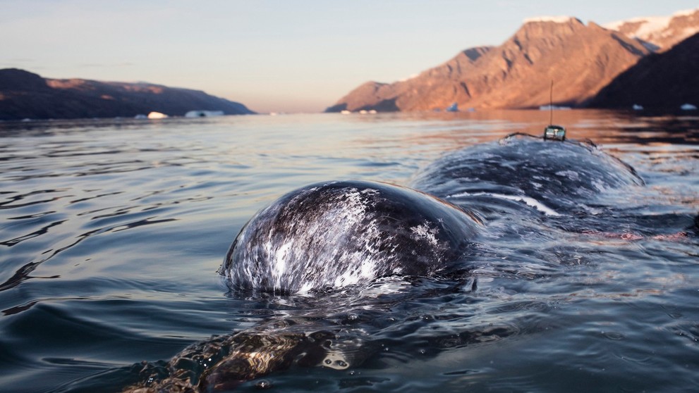 Narval patrí medzi najpozoruhodnejšie tvory oceánov.