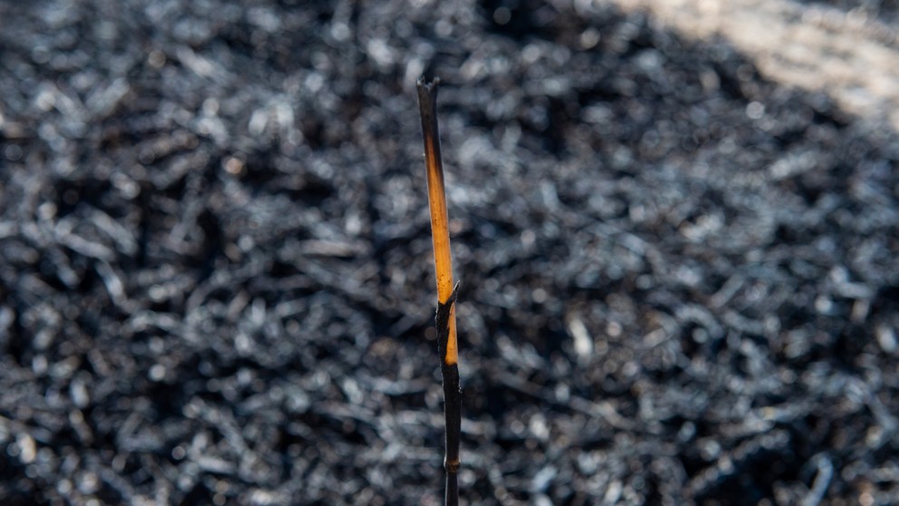 Požiar pri Bratislave