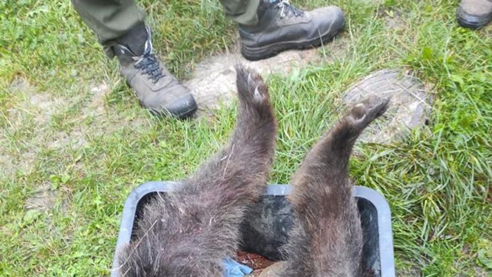 Medveďa zrazilo auto.