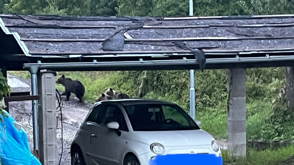 Do Kľačna chodia medvede aj v auguste