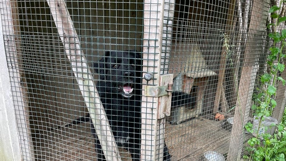 Pes zaútočil na osemročné dievčatko