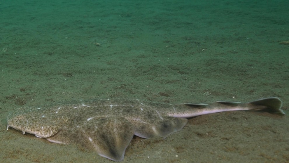 Žralok anjelský (squatina squatina).