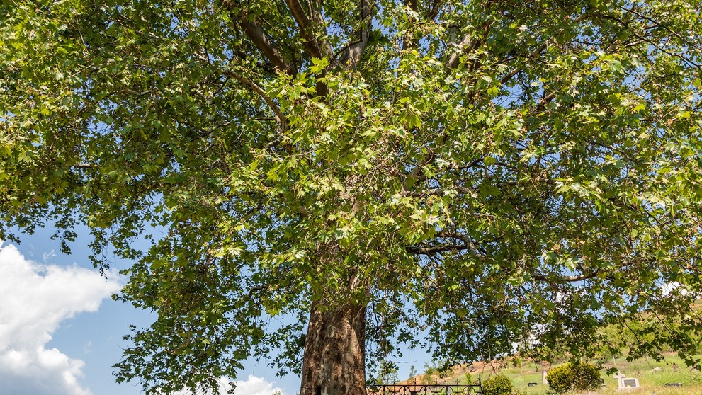 Platan javorolistý 180 rokov Mestský cintorín v Jelšave, okres Revúca