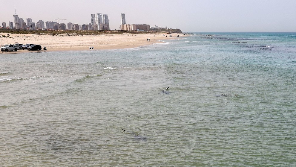 Ojedinelý útok žraloka v Izraeli.