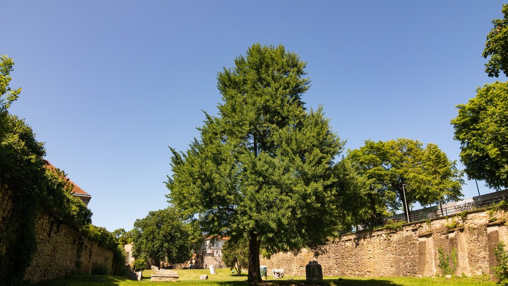 Ginko dvojlaločné Záhrada umenia v Prešove 120 rokov
