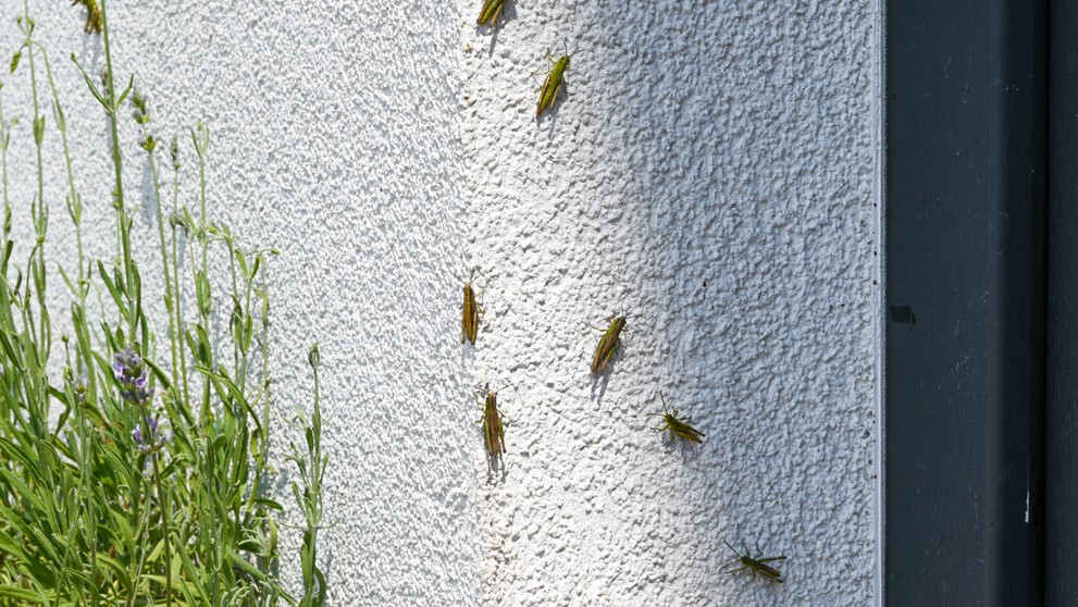 Lúčne koníky v Stupave a okolí