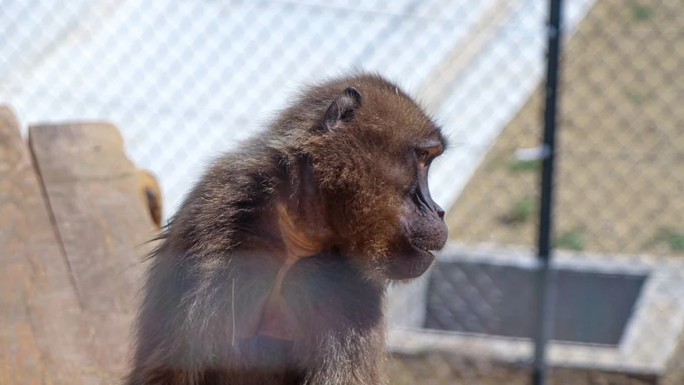 Bratislavská zoo privítala vzácnych paviánov dželada.