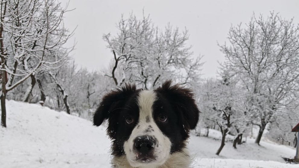 Prvý chlpáčov sneh, užíva si ho naplno, píše Katarína. Obec Kordíky 