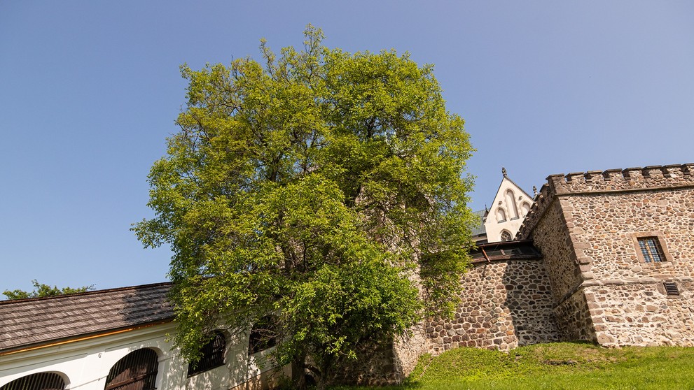 Orech kráľovský 100 rokov Kremnica – pri vstupe do Mestského hradu, okres Žiar nad Hronom