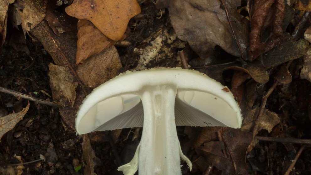 muchotrávka zelená (prierez)