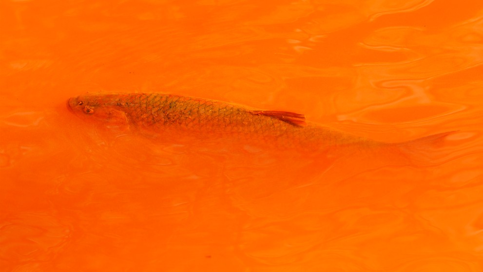 Na snímke jalec hlavatý v znečistenej rieke Slaná v katastri obce Betliar, lokalita Nižná Maša. Betliar 17. marca 2022.