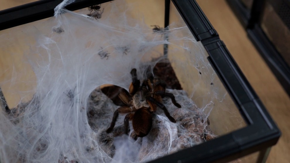 Dominikova zbierka obsahuje asi dvetisíc pavúkov.