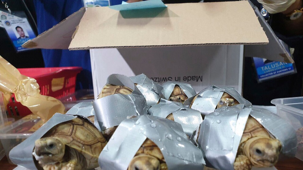 Alica (Anna Jaka Rakovská)