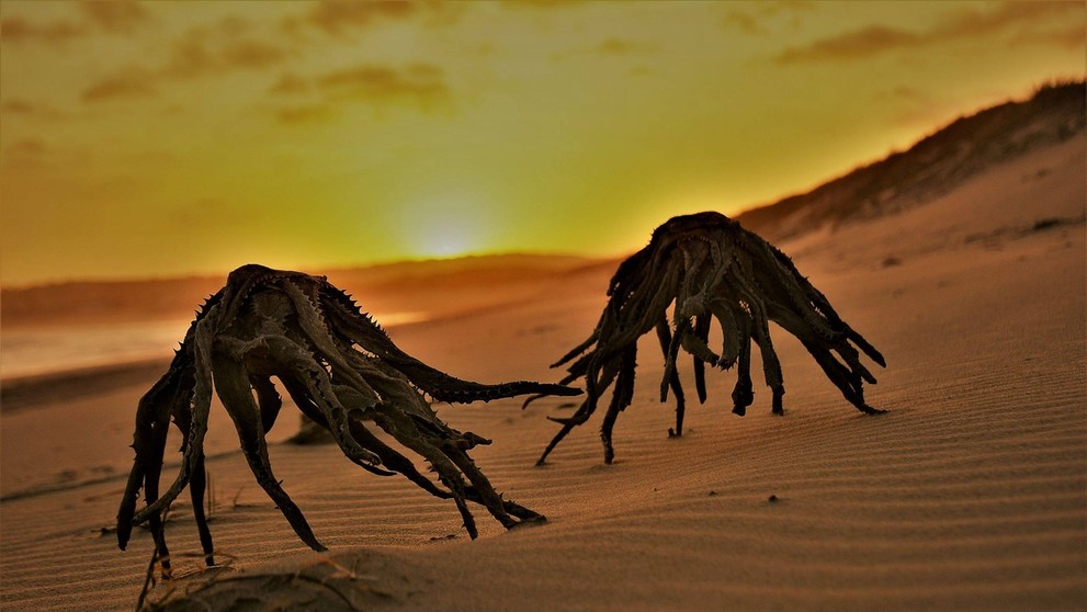 Rastliny Aloe vera na pláži v Južnej Afrike.