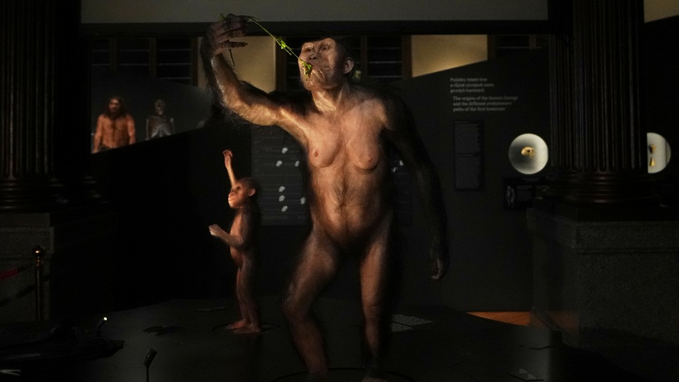 Trojdimenzionálne modely 3,2 milióna rokov starých hominidov "Lucy" a "Salem" vystavené v Národnom múzeu v Prahe.