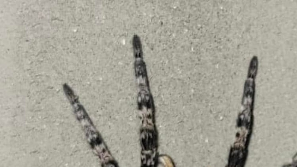 Strehúň škvrnitý