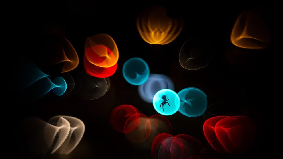 Porazený finalista v kategórii Mestská divočina.