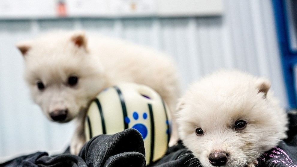 Vedci oživili pravlky obrovské (lat. Canis dirus, prípadne Aenocyon dirus).