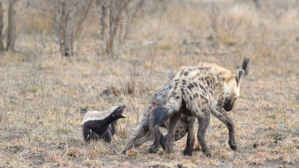 Mediar sa nezľakne ani hyeny.