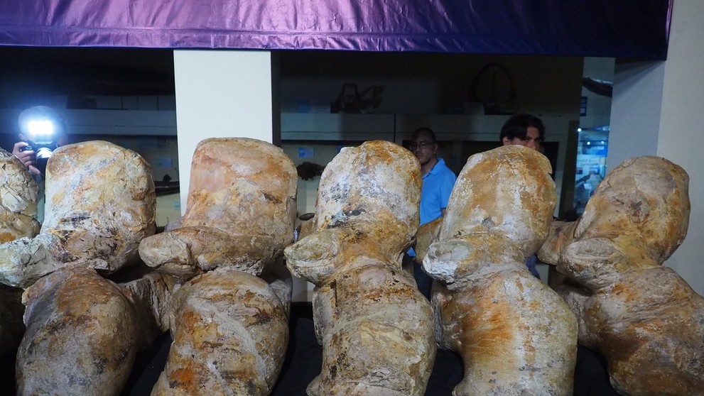 Stavce prehistorickej veľryby.