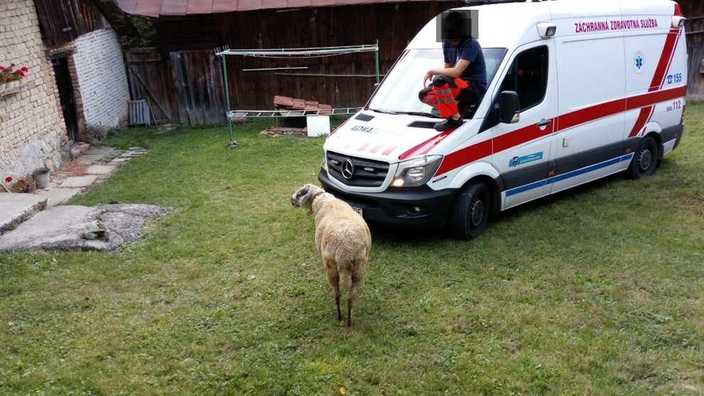 Baran napadol ženu.