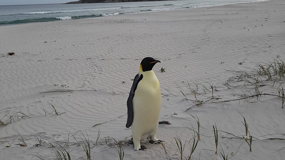 Na pobreží Austrálie sa objavil tučniak