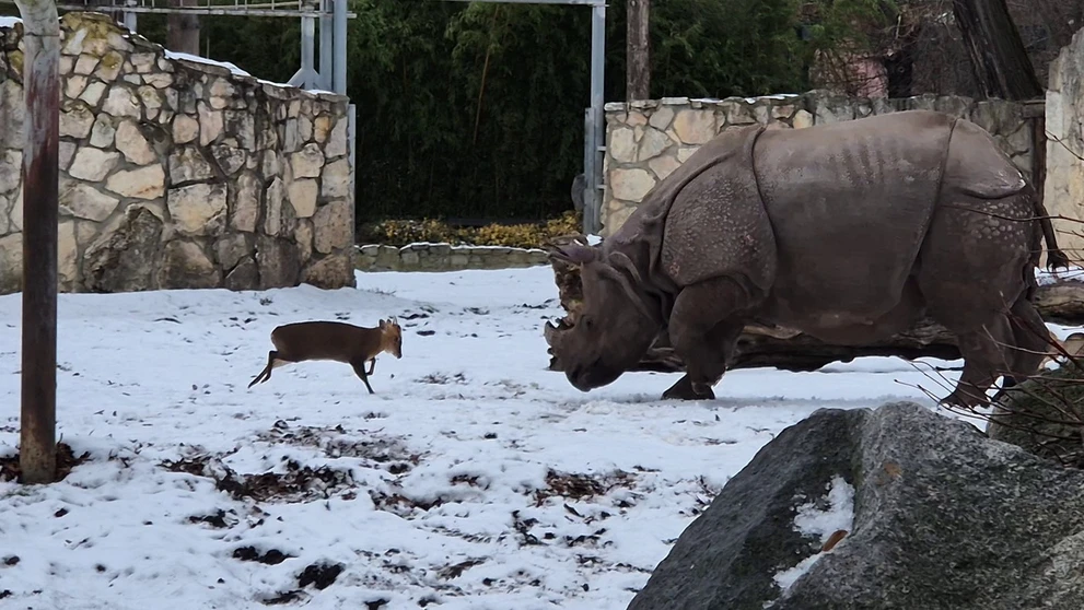 Muntiak vyzval na súboj nosorožca.