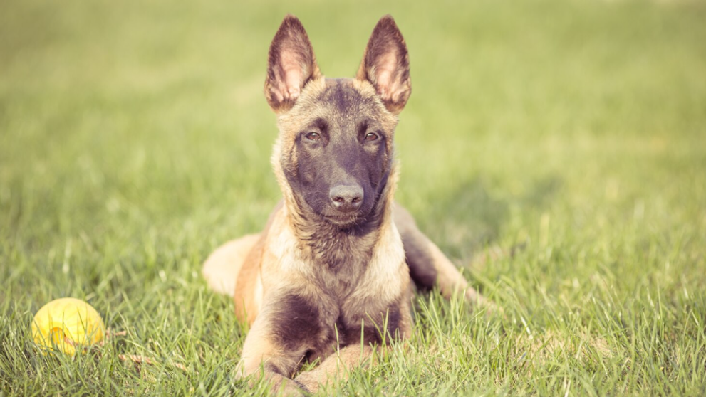 Austrálsky dobytkársky pes.