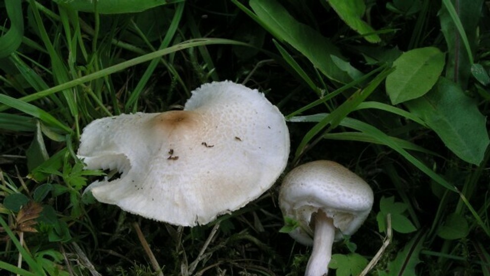 Jedovatá huba - bedlička páchnuca.