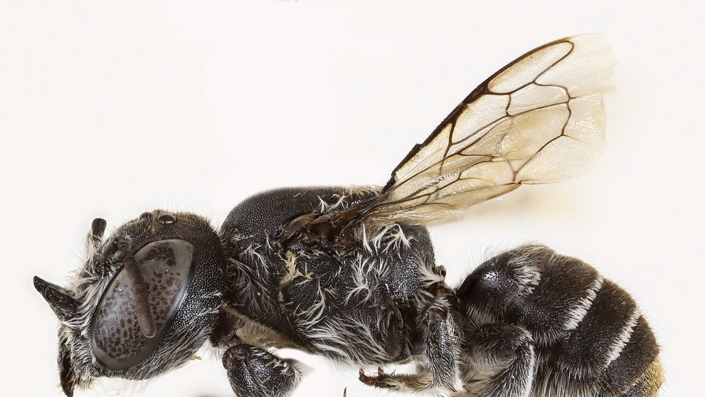 Megachile Lucifer - nový druh včely objavený v Austrálii.