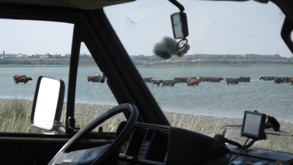 EXPEDÍCIA NA STRECHU EURÓPY: Kravy na Kaukaze