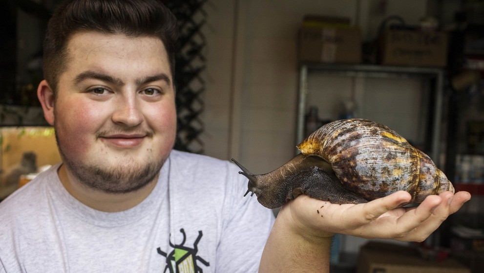 Oblovka žravá (Lissachatina Fulica)