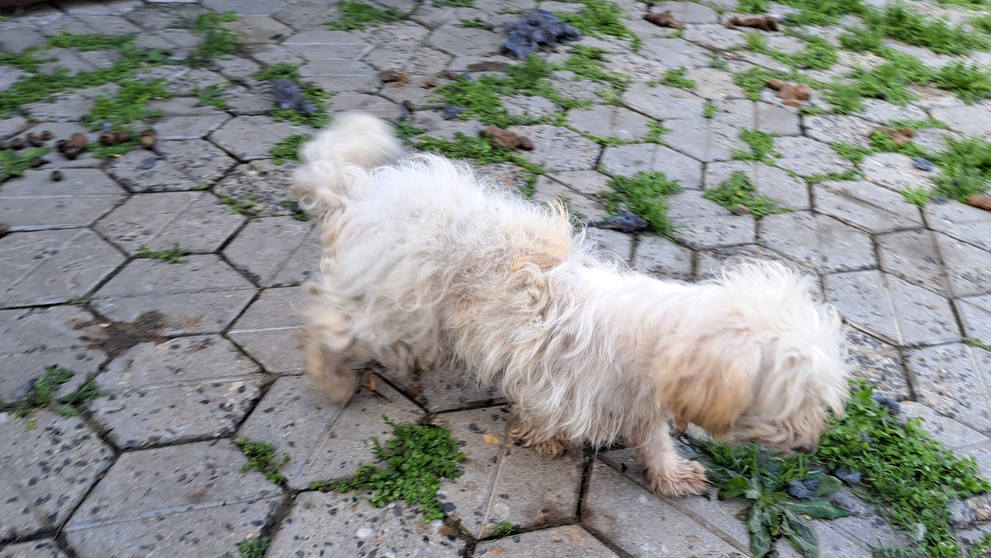 Týraný psík z Tvrdošoviec.