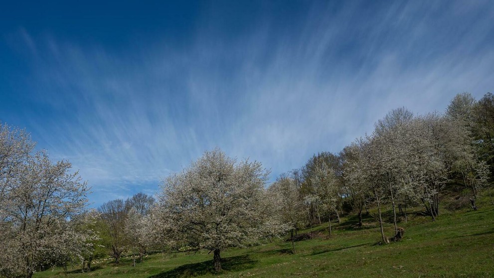 Brdárka na Gemeri opäť zakvitla tisíckami čerešní 