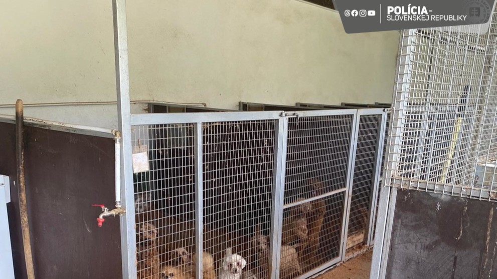 Plemená kokeršpaniela, špica, pudla, maltézskeho či jorkšírskeho teriéra a ďalšie krížence