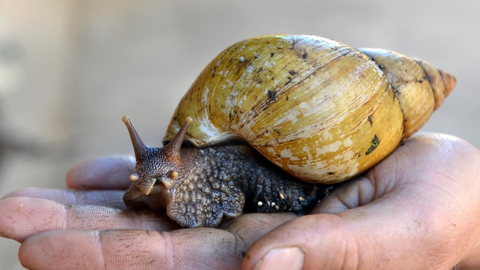 Oblovka žravá (Lissachatina Fulica)